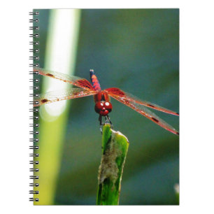 Frontal Red and Black Dragonfly Spiral Notebook