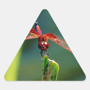 Frontal Red and Black Dragonfly Triangle Sticker