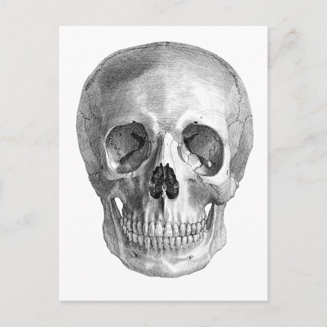 Frontal view drawing of a human skull postcard (Front)