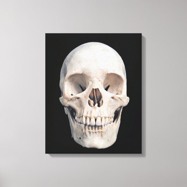 Frontal View of Human Male Skull Canvas Print (Front)