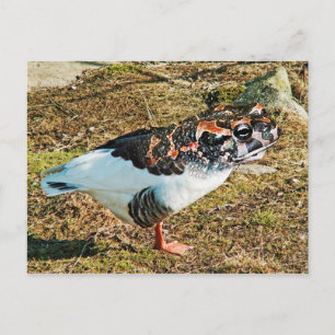 Froose Postcard