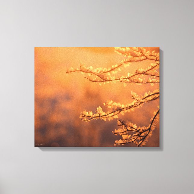 Frost Covered Branch in Morning Light Canvas Print (Front)