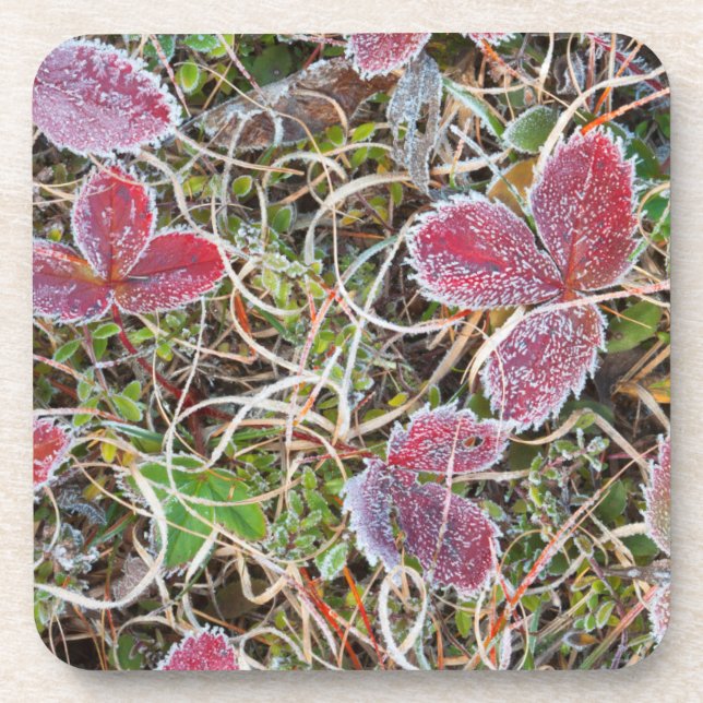 Frost covered leaves, Canada Coaster (Front)