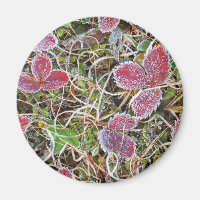 Frost covered leaves, Canada