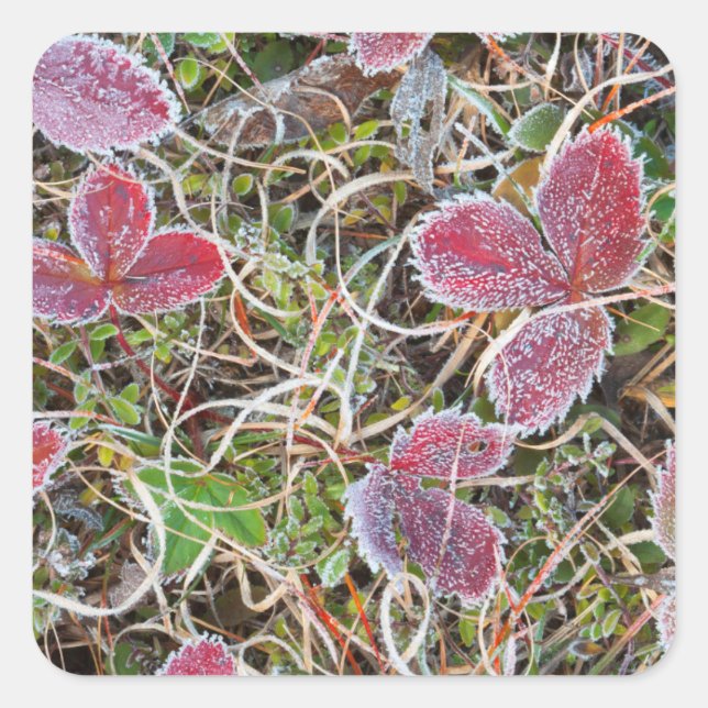 Frost covered leaves, Canada Square Sticker (Front)