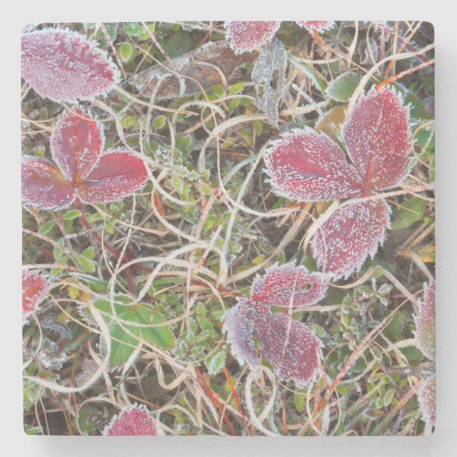 Frost covered leaves, Canada Stone Coaster (Front)