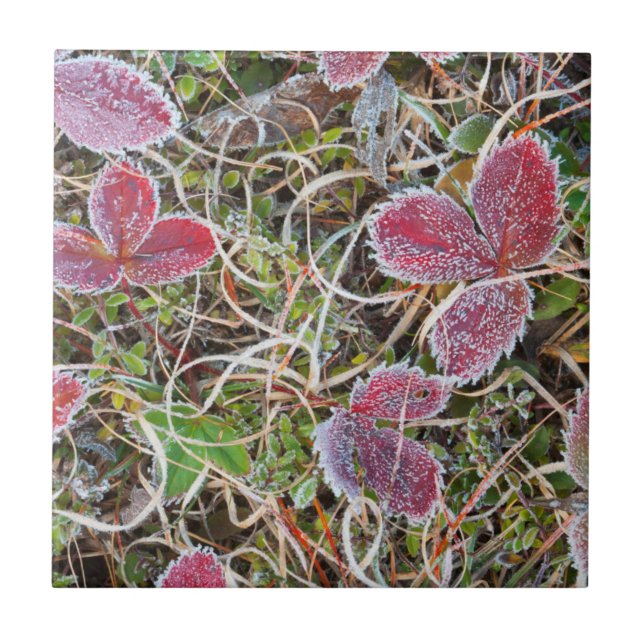 Frost covered leaves, Canada Tile (Front)