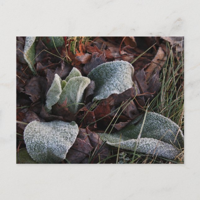 Frost Covered Leaves Postcard (Front)