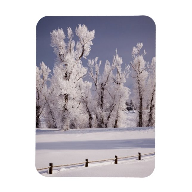 Frost Covered Trees and Fence, Colorado Magnet (Vertical)