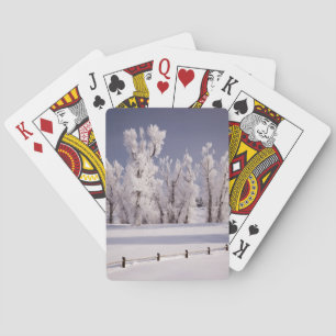 Frost Covered Trees and Fence, Colorado Playing Cards