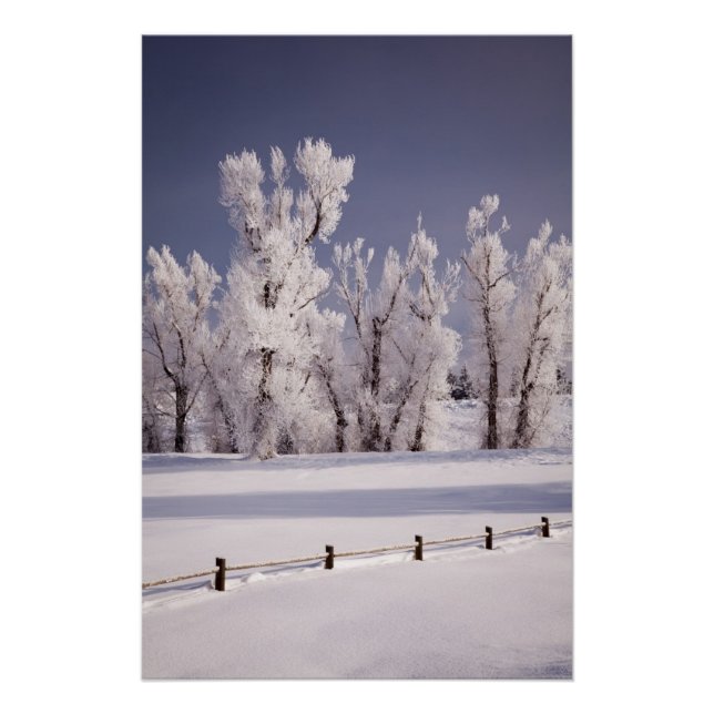 Frost Covered Trees and Fence, Colorado Poster (Front)