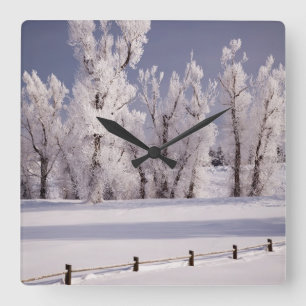 Frost Covered Trees and Fence, Colorado Square Wall Clock