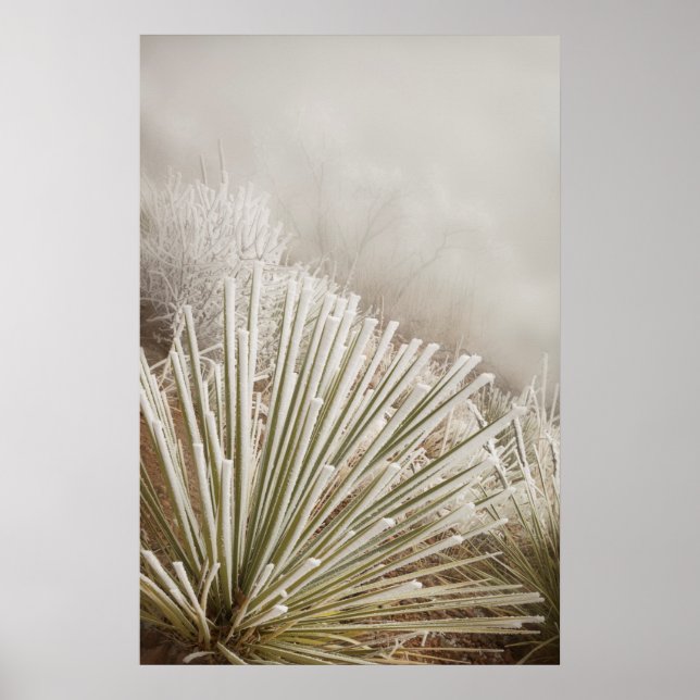 Frost Covered Yucca In Winter Poster (Front)