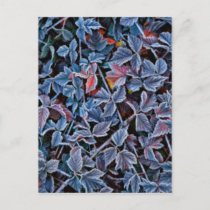 Frost on autumn leaves, Oregon Postcard