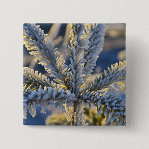 Frost on evergreen tree, Homer, Alaska 15 Cm Square Badge