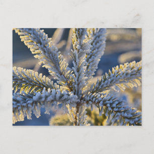 Frost on evergreen tree, Homer, Alaska Postcard