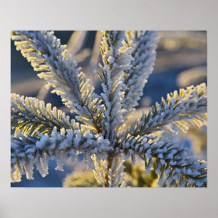 Frost on evergreen tree, Homer, Alaska Poster