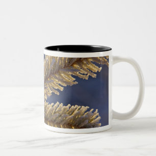 Frost on evergreen tree, Homer, Alaska Two-Tone Coffee Mug
