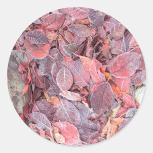 Frost on fallen leaves, Fall colours, Mill Creek Classic Round Sticker