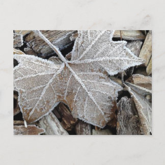 Frost Postcard