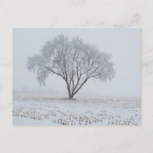 Frost Upon a Lonely Tree Postcard