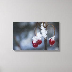 Frosted Berries Canvas Print