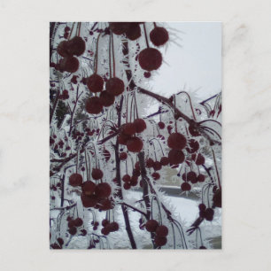 Frosted berries duluth bird holiday postcard