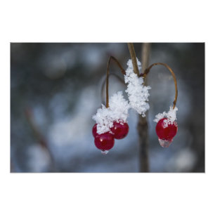 Frosted Berries Photo Print
