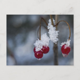 Frosted Berries Postcard