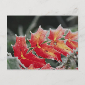 frosted Leaves post card