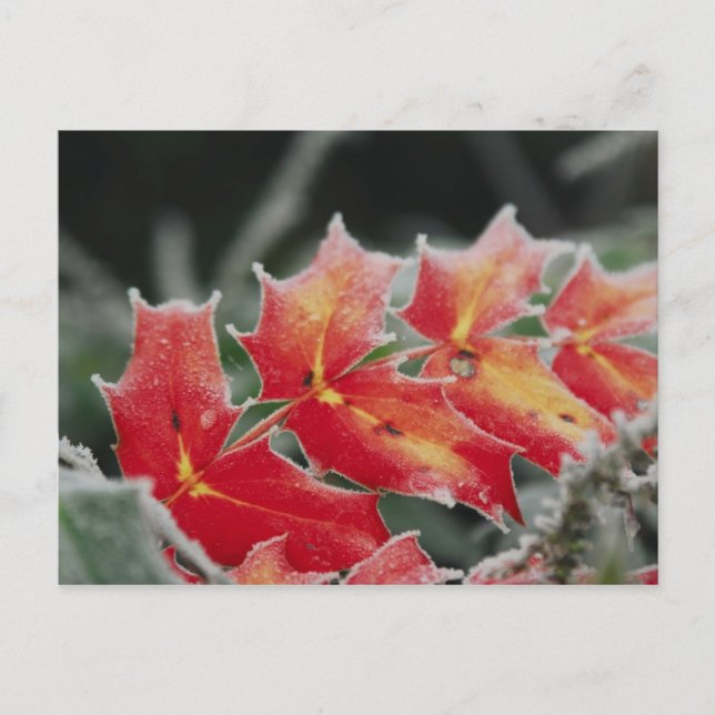 frosted Leaves post card (Front)