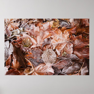 Frosted Maple Leaves Poster