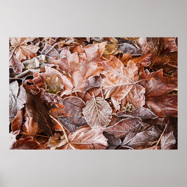 Frosted Maple Leaves Poster (Front)