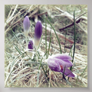 Frosted spring crocus flowers poster