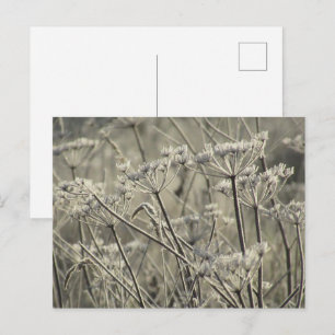 Frosted Umbellifers Postcard