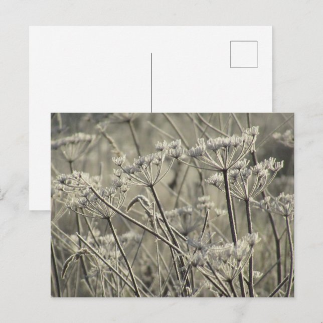 Frosted Umbellifers Postcard (Front/Back)