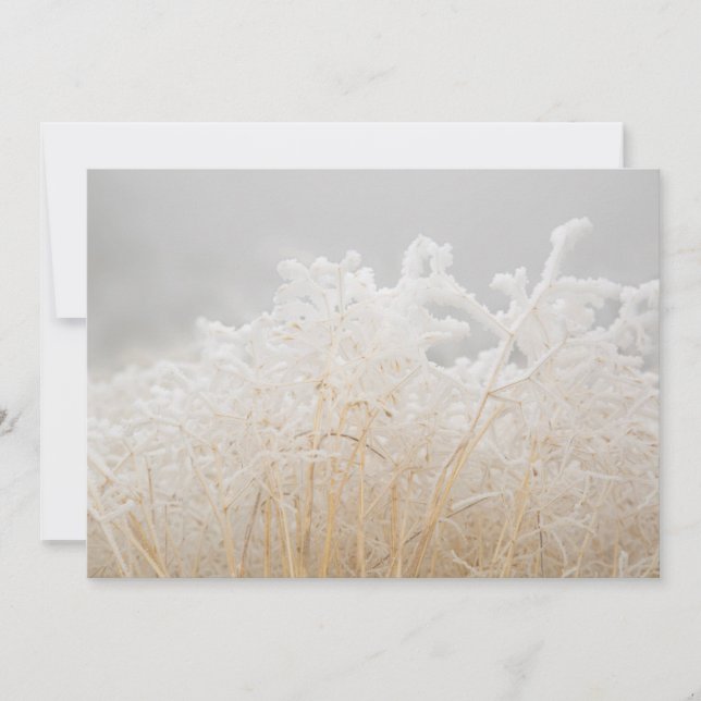 Frosted Winter Grasses Card (Front)