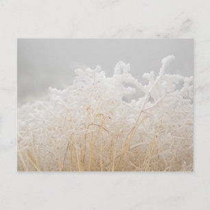 Frosted Winter Grasses Postcard