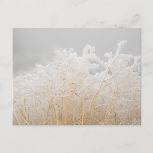 Frosted Winter Grasses Postcard (Front)
