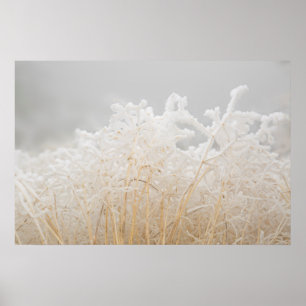 Frosted Winter Grasses Poster