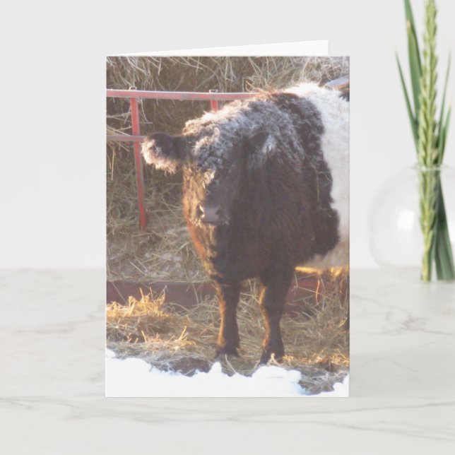 Frosty Belted Galloway Cow Holiday Card (Front)