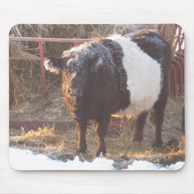 Frosty Belted Galloway Cow Mouse Pad (Front)