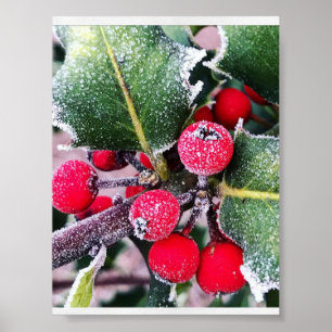 Frosty Holly Poster
