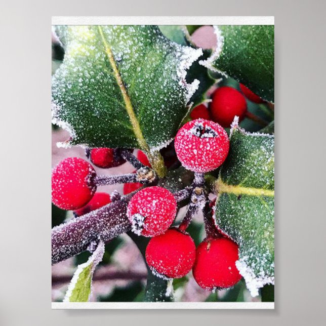 Frosty Holly Poster (Front)
