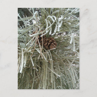 Frosty Pine Postcard