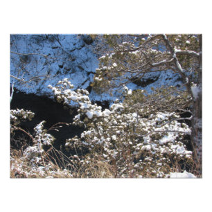 "Frosty Pines" Photo Print