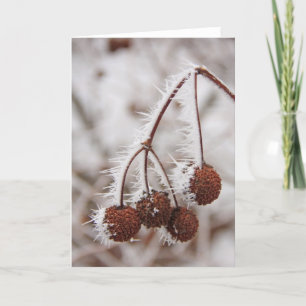 Frosty Plant Holiday Card