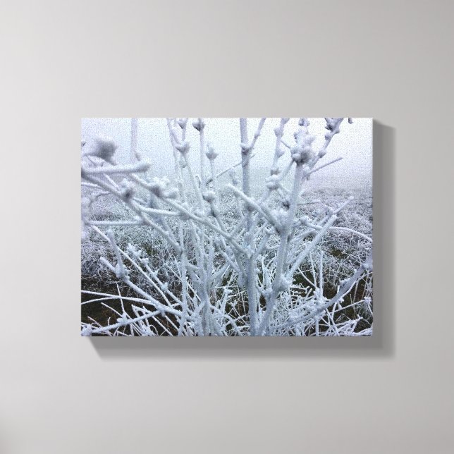 Frosty Plants Winter Landscape Canvas Print (Front)