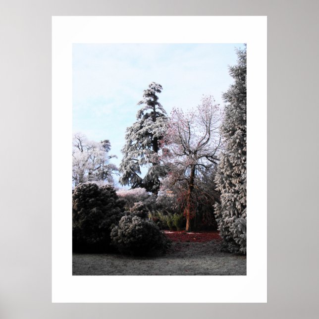 Frosty trees poster (Front)