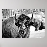 Frosty Yellowstone Bison
